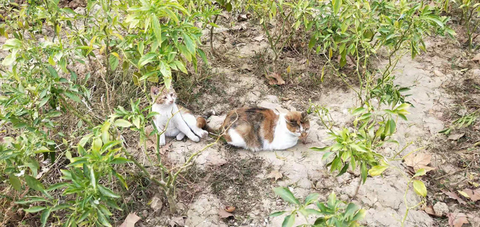 辛元所在医院里的猫（图片来源：受访者提供）