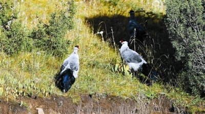 采访团在路上多次与藏马鸡相遇。 宋平摄