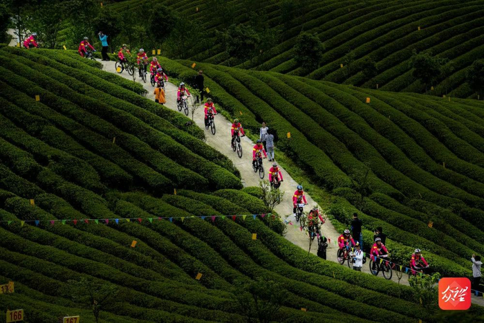 资料图：松烟茶山自行车赛