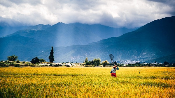 金秋时节，微风吹过，金黄的稻田，伴着阳光，映衬着远山，仿佛一幅色彩明快的水墨画卷，让人陶醉其中。（冯伯韬  摄）