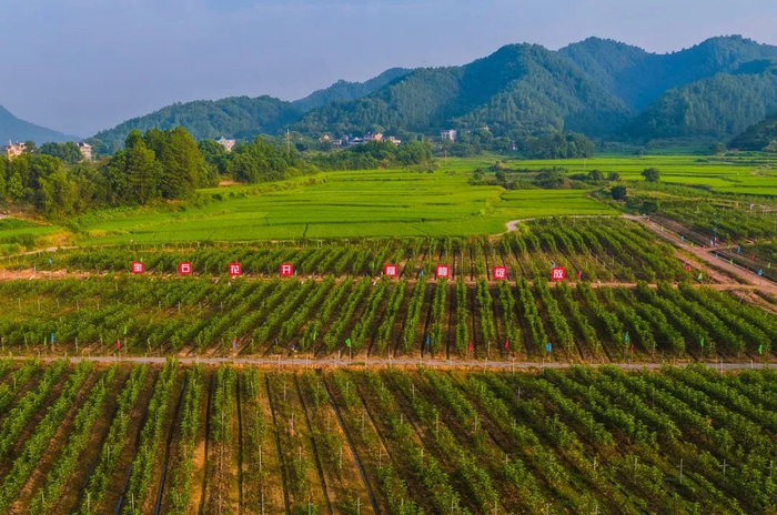 无花果产业基地。张旭摄