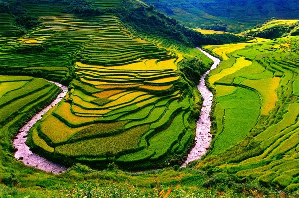 秋收时节，稻田里的庄稼由绿渐黄，加上零星散落的房屋，绘就出一幅美丽的田园画卷。（税昌海  摄）