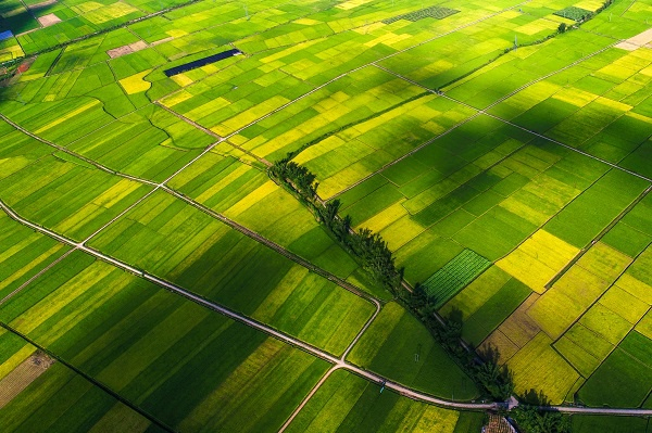 金黄色的稻田一块接着一块，一片连着一片，交织成一幅秀美的田园丰收图画，处处散发出万禾欢笑的清香。（杨清舜  摄）
