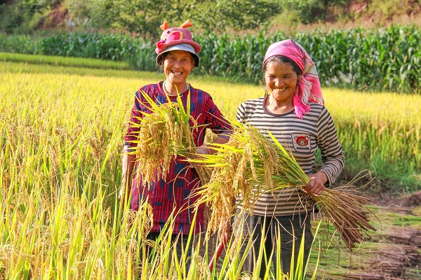 秋日的田间充满了成熟的气息，阳光照在金黄的稻穗上，衬得正在收割的稻农脸上也染上了金黄的色彩。（李世祖  摄）