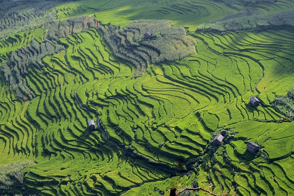 秋季来临，农民们种下的稻子在黄绿相间的梯田间展露生机和希望。图为景东无量山脚梯田里，等待成熟丰收的稻子绿意盎然。（吴永康  摄）