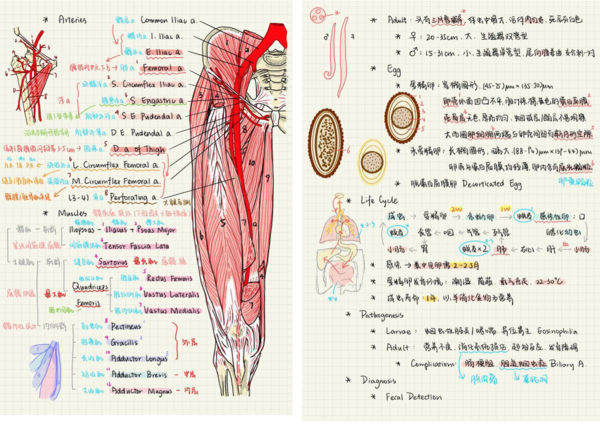 ▲ 复旦学霸李书琪用 iPad 记的笔记。 图片来自：CNMO