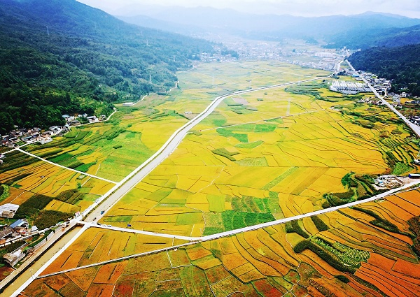金色秋天是因为有金色稻田的点缀，一块块农田拼凑在一起，共同汇聚成这幅有层次感的画卷。（胡东湦  摄）