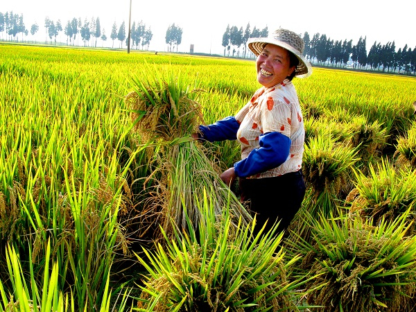 秋天到了，稻谷成熟了。泸西县中枢坝子今年稻谷又迎来大丰收。瞧，忙着收割的大姐脸上笑开了花。（陈艾林  摄）
