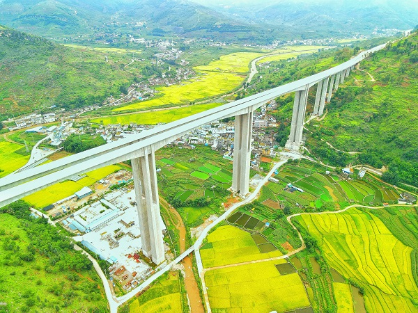 又是一年丰收季，乡村的稻谷已经成熟，整个田野稻香扑鼻，沁人心脾，处处呈现出一幅美丽画卷。（张崇彬  摄）