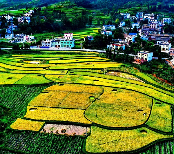 秋收时节，稻香四溢。在曲靖市马龙区张安屯乡的稻田里，金灿灿成熟的水稻，飘散着浓浓的稻香，一幅丰收在望的彩绘副卷。（邱东  摄）