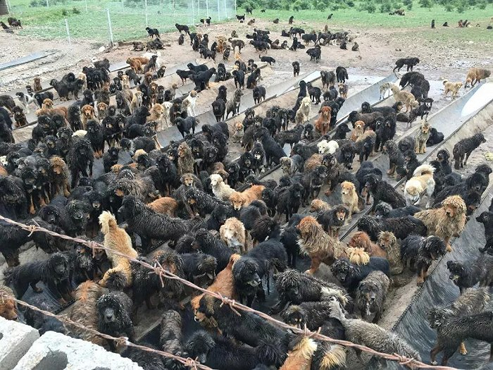 玉树的一家流浪狗收容中心