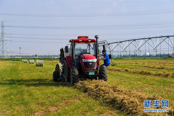 在鄂尔多斯达拉特旗骑士牧场，工作人员在收割苜蓿草（2018年7月31日摄）。新华社记者 彭源 摄