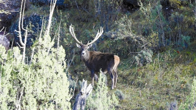 在澜沧江畔，一只白唇鹿与记者隔岸相望。 果叮咚摄