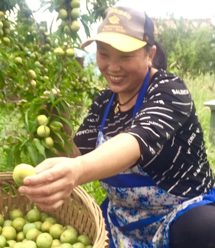 水果采摘。孙梦宇摄