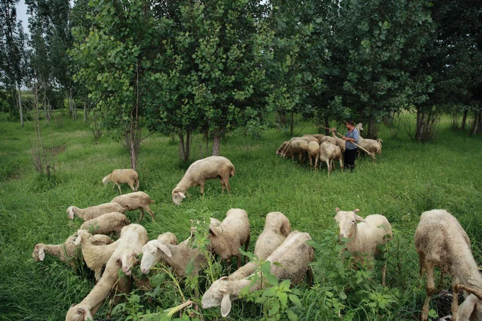 23年前抢劫案的抛车点地处辛集北郊，位置偏远（张雷 摄）