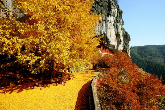 千年慈岩古银杏