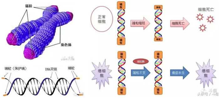 资料来源：谷歌，斗瘤