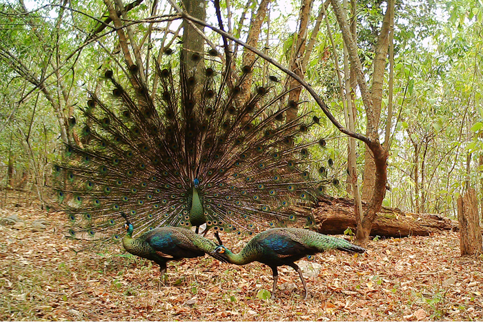 图片来源：阿拉善SEE诺亚方舟