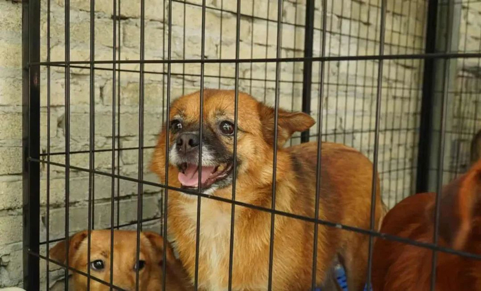 流浪狗乖乖 。图源：福小宠