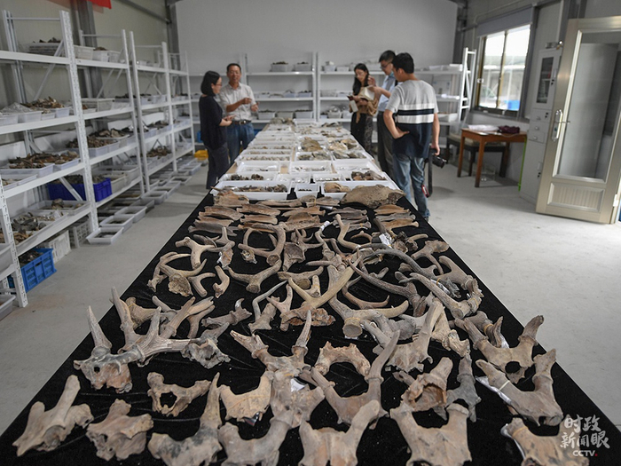 △井头山遗址埋深5至10米，是迄今浙江和长三角地区首个沿海贝丘遗址。文物库房内摆放大量鹿角、贝壳等。