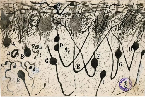 卡哈尔作品，一个溺亡的人小脑中的浦肯野细胞。图片来源：卡哈尔研究所