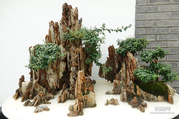 国庆期间，石家庄植物园百花馆山石盆景。长城网记者 路娟 摄