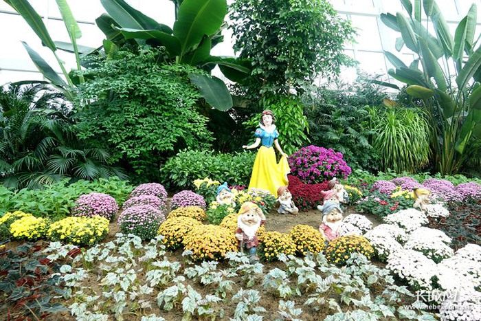 石家庄植物园室内一簇簇球菊惹人爱。长城网记者 路娟 摄