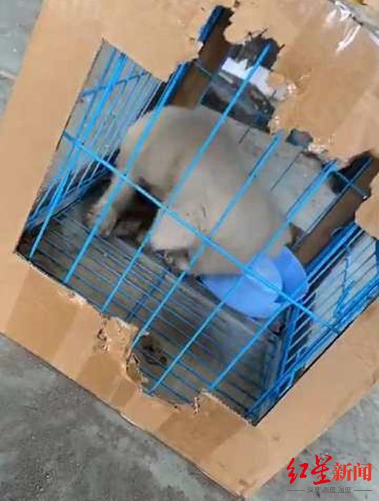 ▲被救助的幼犬