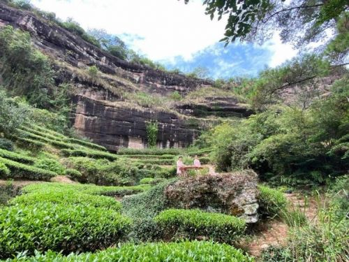 世茂御榕&百年敦利号专属茶园