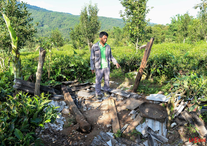 ▲澜沧县发展河乡勐乃新寨至勐乃村公路旁的甘蔗地是伤人致死事件的事发地，监测员李学明向记者介绍周围的人为设施也被野象破坏了。