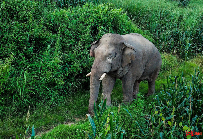  ▲澜沧县发展河乡黑山村台地梁子，在甘蔗地、玉米地觅食的野生象。