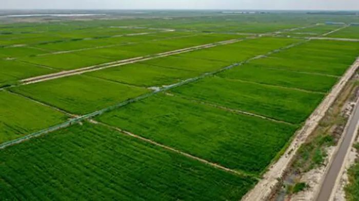 吉林省大安市佰澳格林农场的水稻田（7月23日摄，无人机照片）。新华社记者 张楠 摄