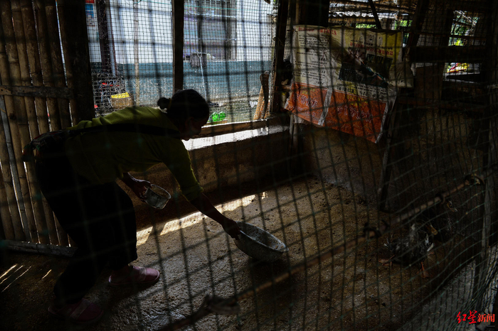  ▲罗福大的母亲，现在家里的农活由她承担。