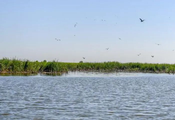吉林省松原市查干湖湿地一角（7月20日摄）。新华社记者 张楠 摄