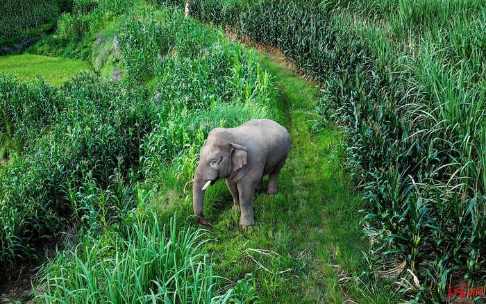 ▲澜沧县发展河乡黑山村台地梁子，在甘蔗地、玉米地觅食的野生象。