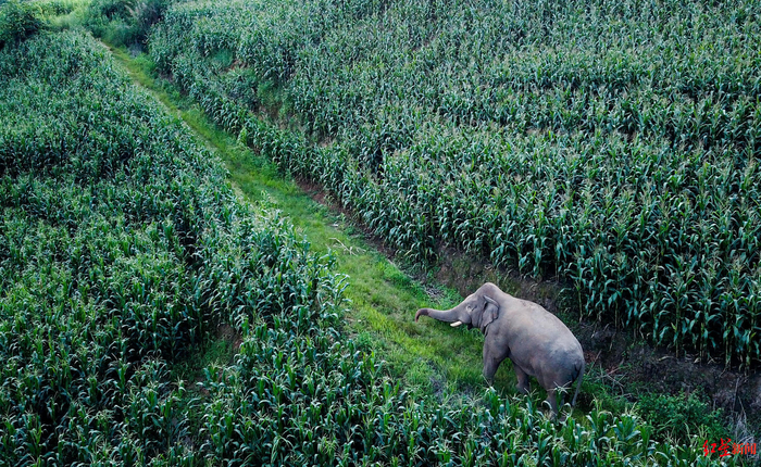  ▲澜沧县发展河乡黑山村台地梁子，在甘蔗地、玉米地觅食的野生象。