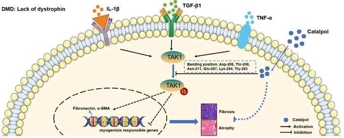 梓醇治疗DMD的分子机制示意图