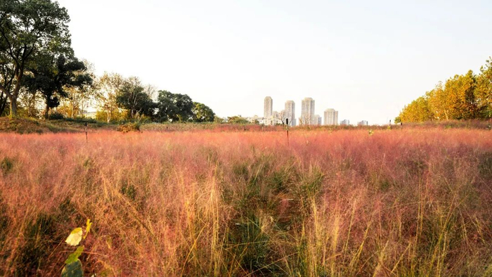 野芷花田粉黛乱子草（资料图 学通社记者 冯师洁 摄）