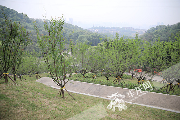 沙坪坝歌乐山红岩景区红梅林。资料图片