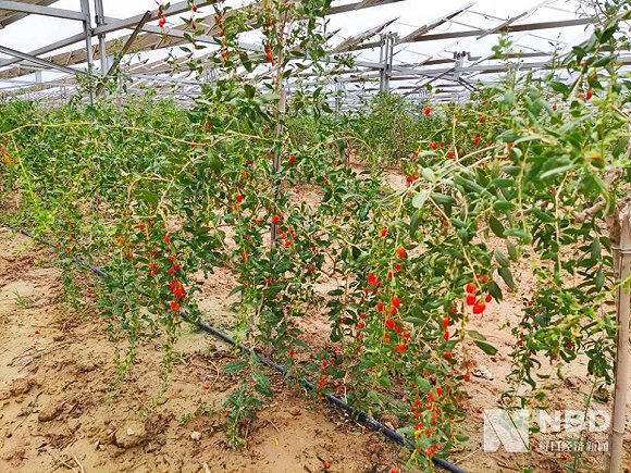 位于宁夏的某枸杞种植基地&nbsp;图片来源：每经记者 朱万平 摄