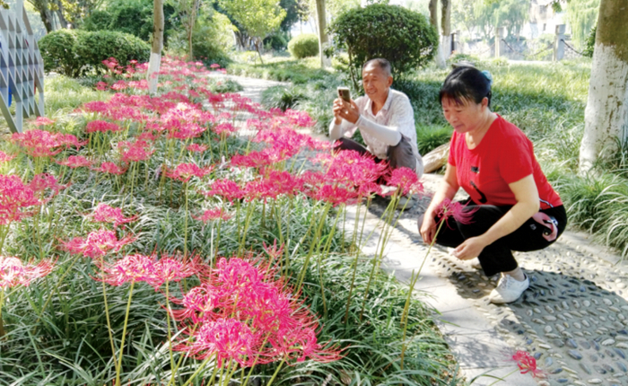 市民在云浦公园观赏石蒜花。张丽萍　摄
