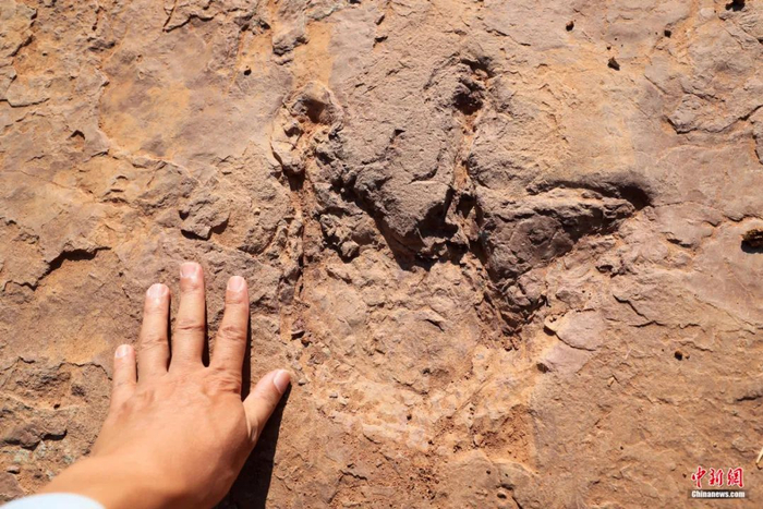 在上杭县发现的晚白垩世恐龙足迹群化石。林斯乾 摄