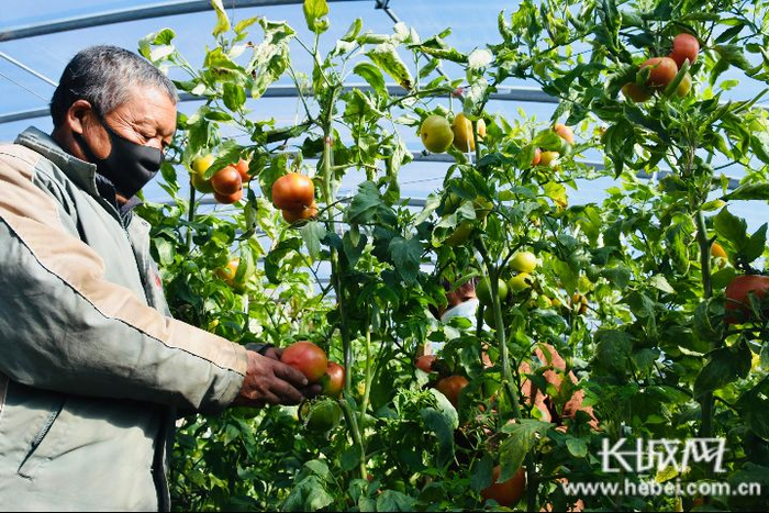 金立波承包的20个大棚可供金家庄村全村人过冬食用。通讯员 贾凡 摄