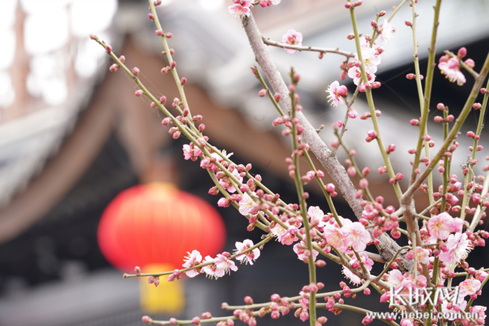 邢台园博园留香阁外腊梅竞相绽放。 长城网 记者 郭硕 摄