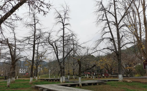 △大雨让一片银杏都不留/ 豆瓣@你开心就好