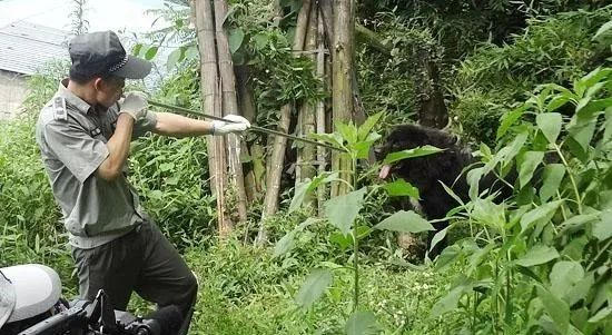 （神器：吹管麻醉枪 资料图片）