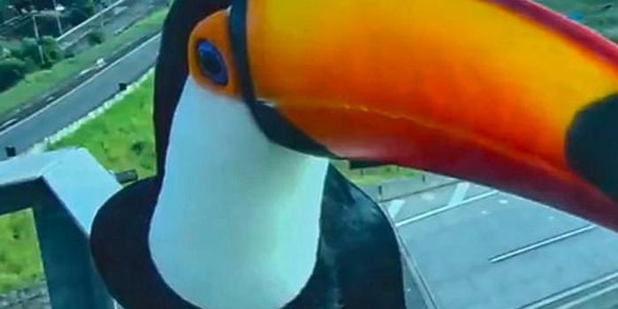 巴西两只巨嘴鸟试图吞下交通摄像头搞笑一幕被拍下 手机新浪网