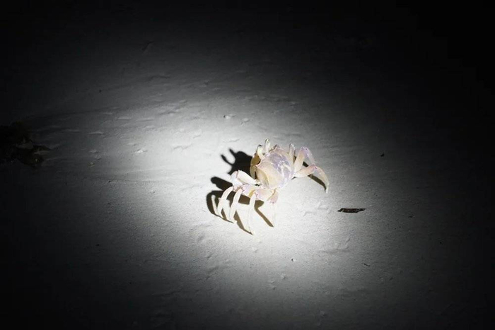 白色就是正在狂奔的螃蟹