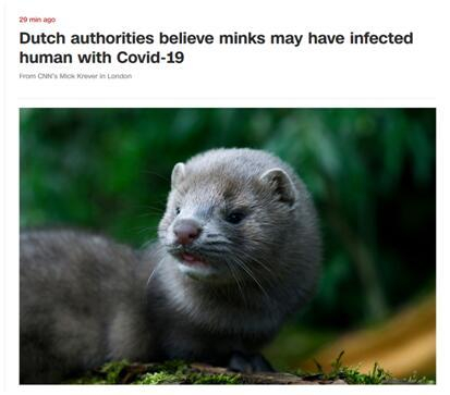  ↑2020年5月，荷兰政府曾表示，相信该国一只被感染的水貂可能已经将新冠病毒传染给了人类。图据网络