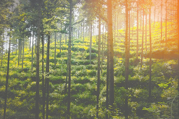 顺昌县国有林场开发的碳汇林 于正德 摄